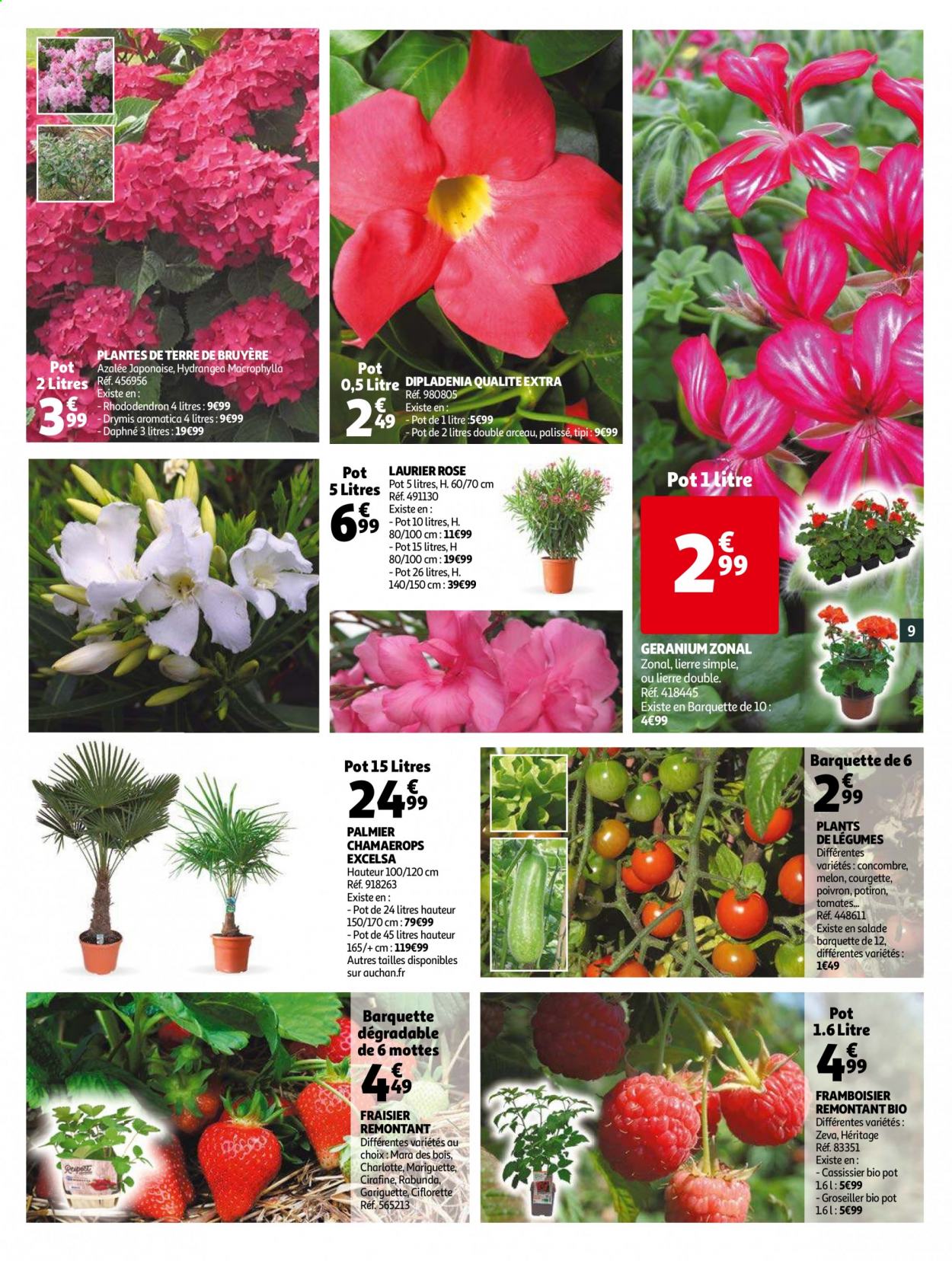 thumbnail - Catalogue Auchan - 07/04/2021 - 18/04/2021 - Produits soldés - melon, fraisier, tomates, concombre, courgette, potimarron, poivrons, palmier, tipi, azalée, hortensia, rhododendron, laurier rose, framboisier, chamaerops, dipladenia. Page 9.