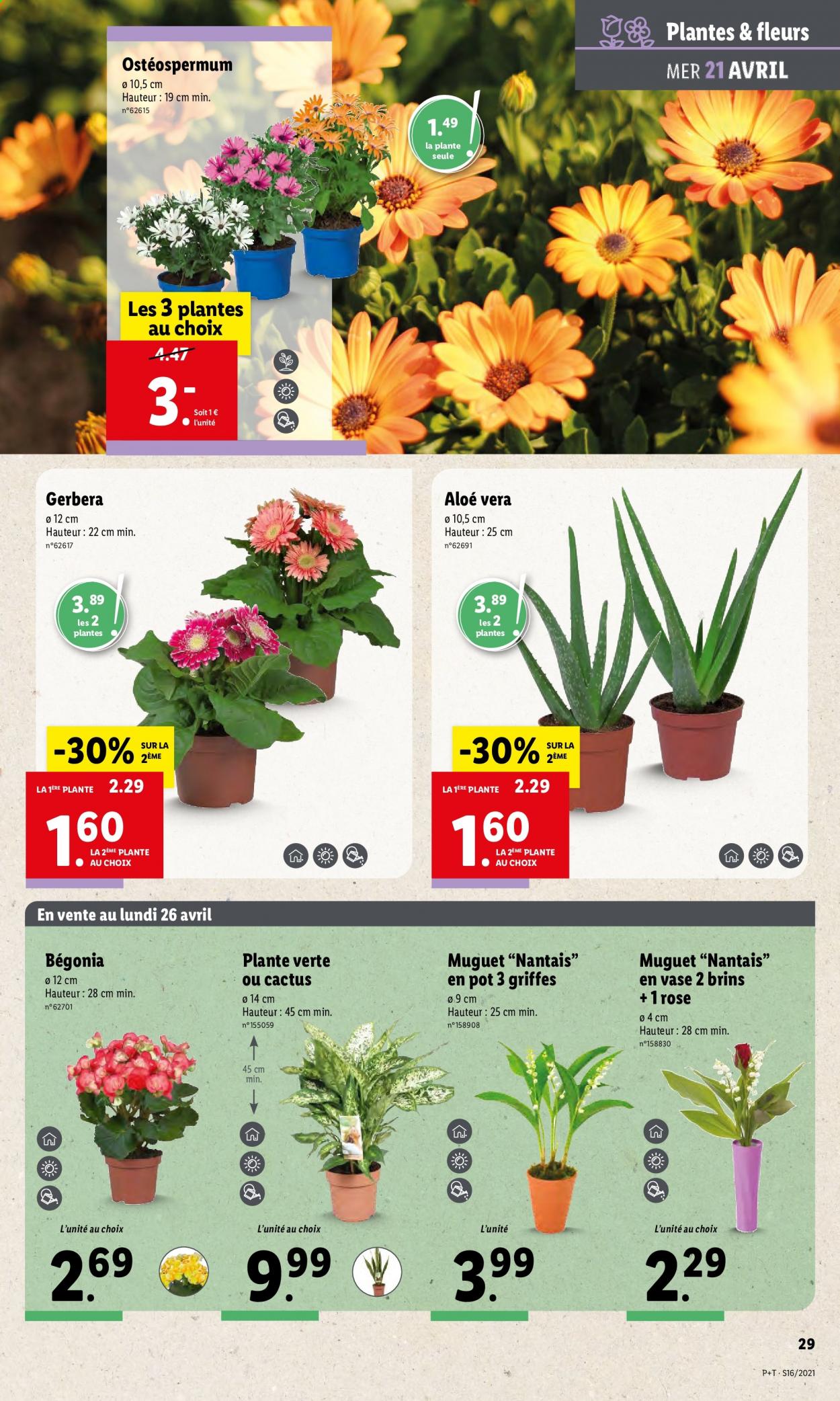 thumbnail - Catalogue Lidl - 21/04/2021 - 27/04/2021 - Produits soldés - cactus, fleur, plantes vertes. Page 31.