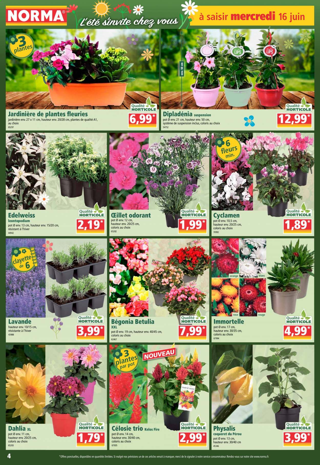 Catalogue Norma - 16/06/2021 - 24/06/2021. Page 4