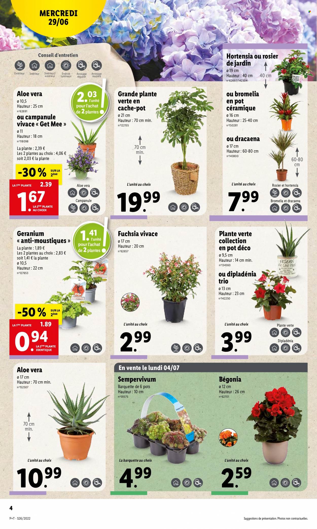 thumbnail - Catalogue Lidl - 29/06/2022 - 05/07/2022 - Produits soldés - anti-moustiques, pot de fleurs, plantes vertes, hortensia, rosier, dipladenia. Page 4.