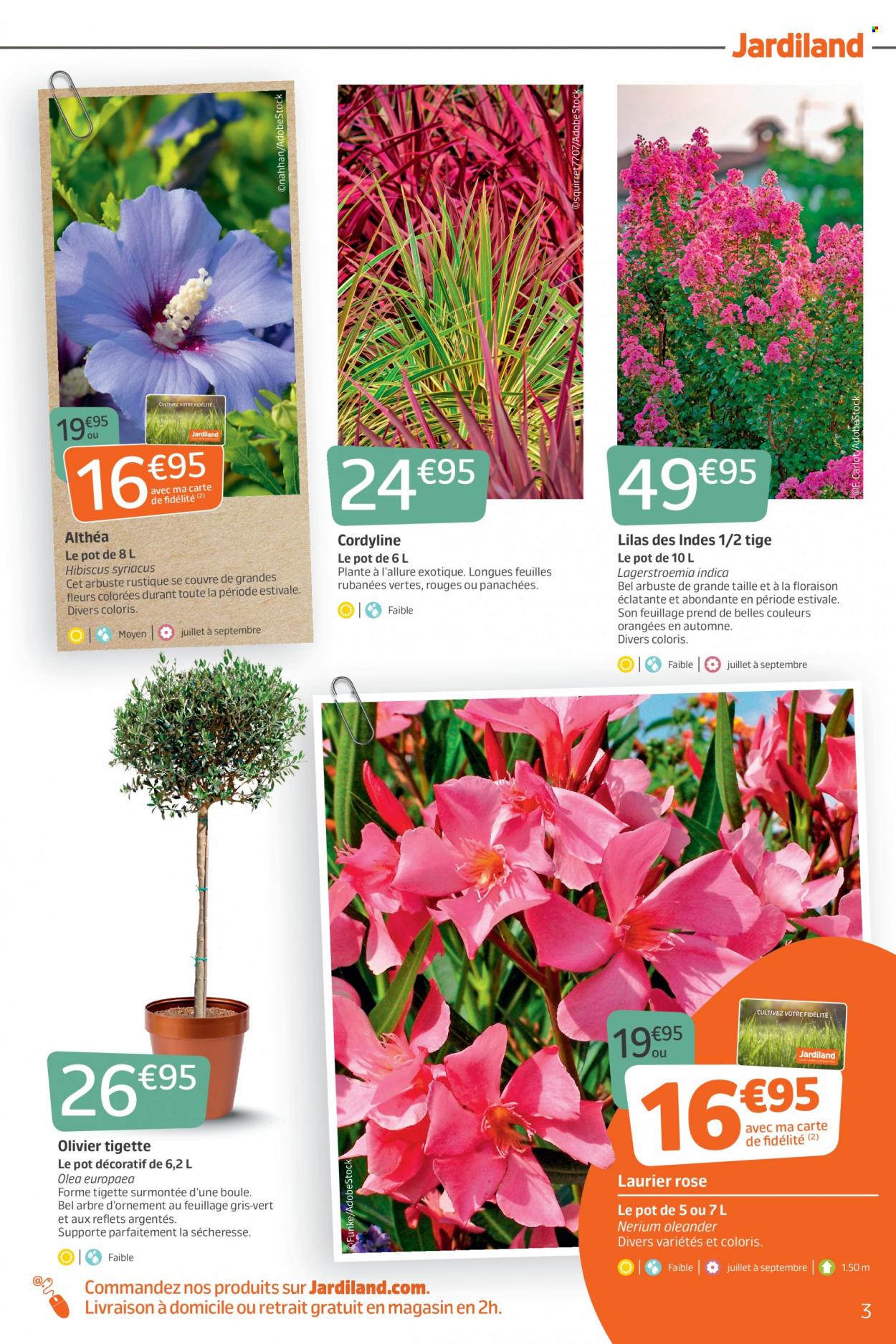 thumbnail - Catalogue Jardiland - 29/06/2022 - 10/07/2022 - Produits soldés - fleur, laurier rose, olivier, cordyline, hibiscus, arbre d'ornement. Page 3.