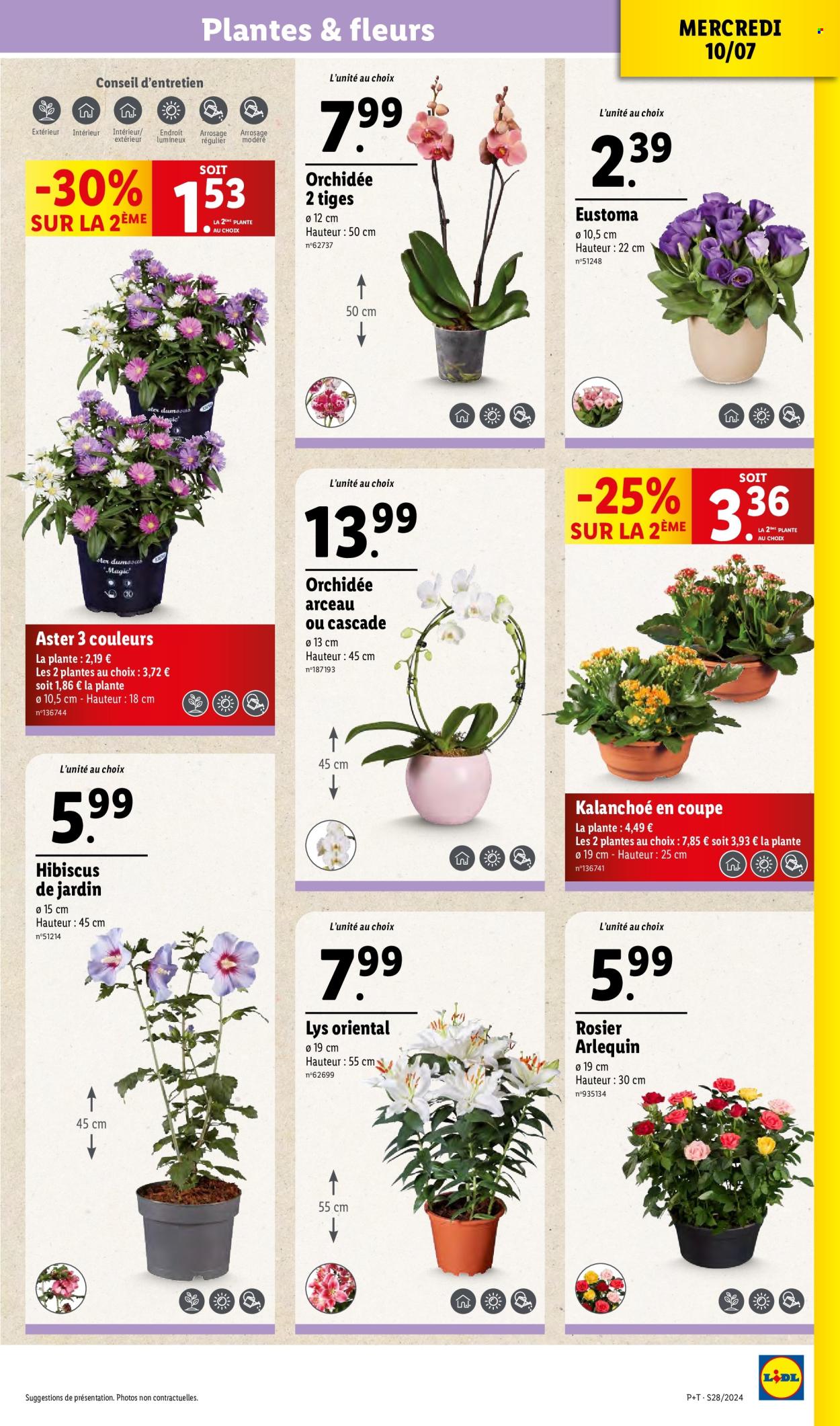 Catalogue Lidl - 10/07/2024 - 16/07/2024. Page 37