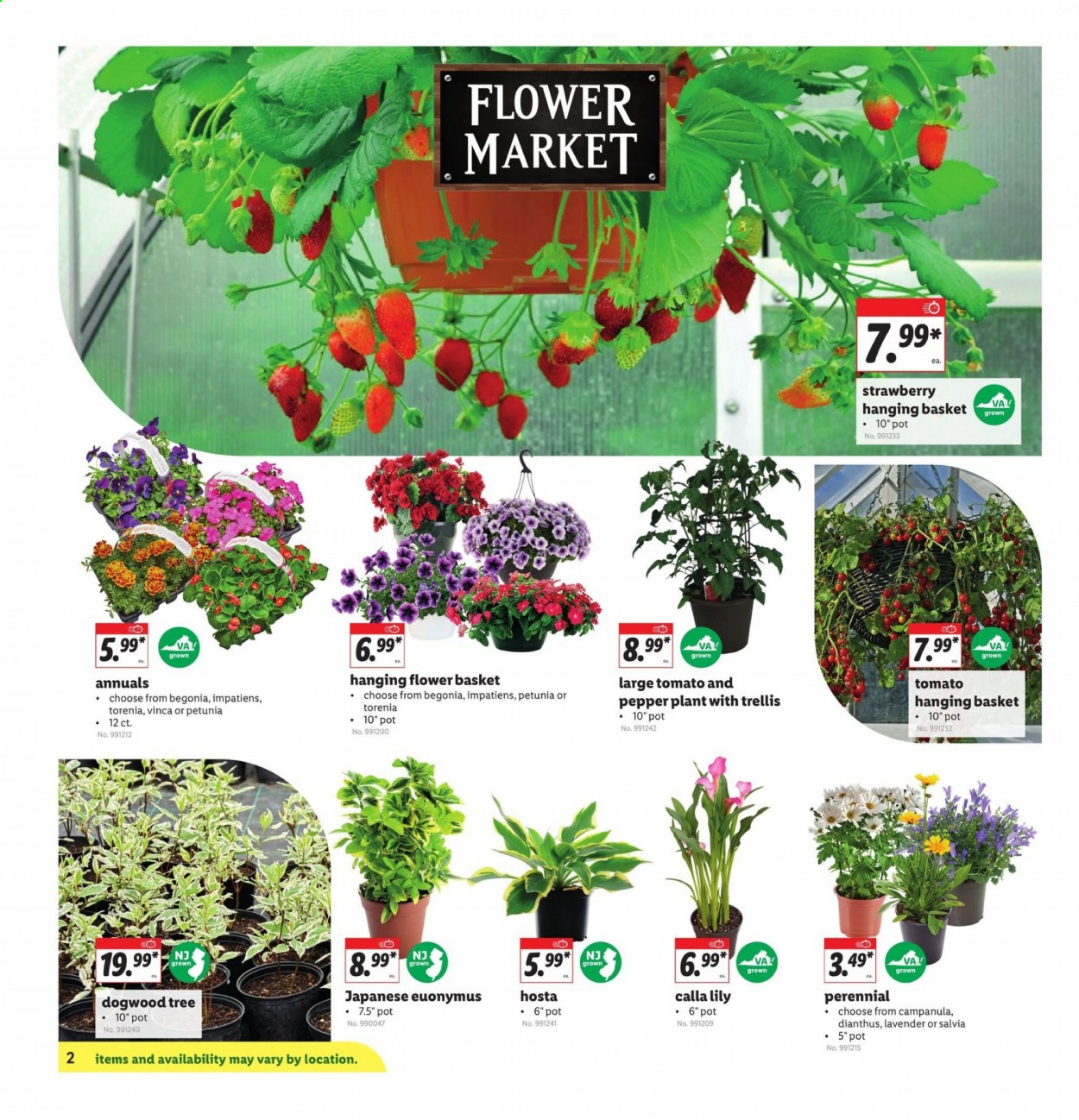 thumbnail - Lidl Flyer - 04/21/2021 - 04/27/2021 - Sales products - pepper, basket, begonia. Page 2.