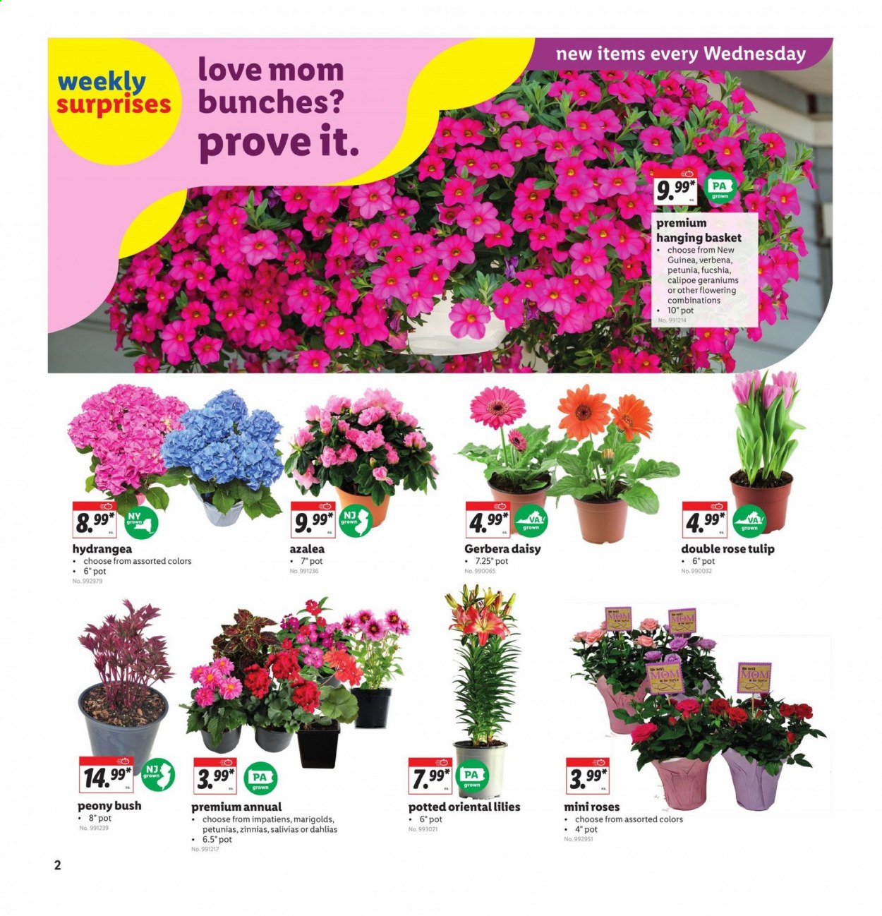 thumbnail - Lidl Flyer - 05/05/2021 - 05/11/2021 - Sales products - wine, rosé wine, basket, bunches, gerbera, rose. Page 2.