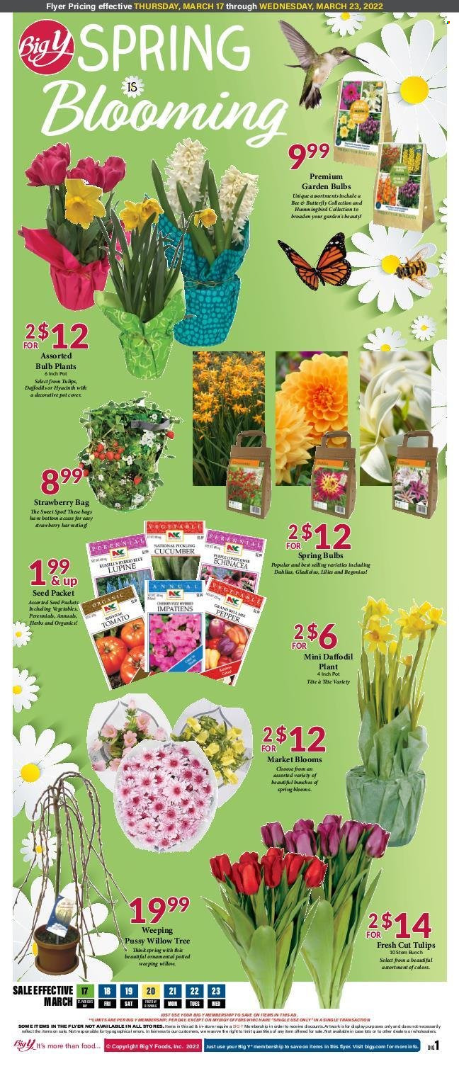 Big Y ad - 03/17/2022 - 03/23/2022. Page 5
